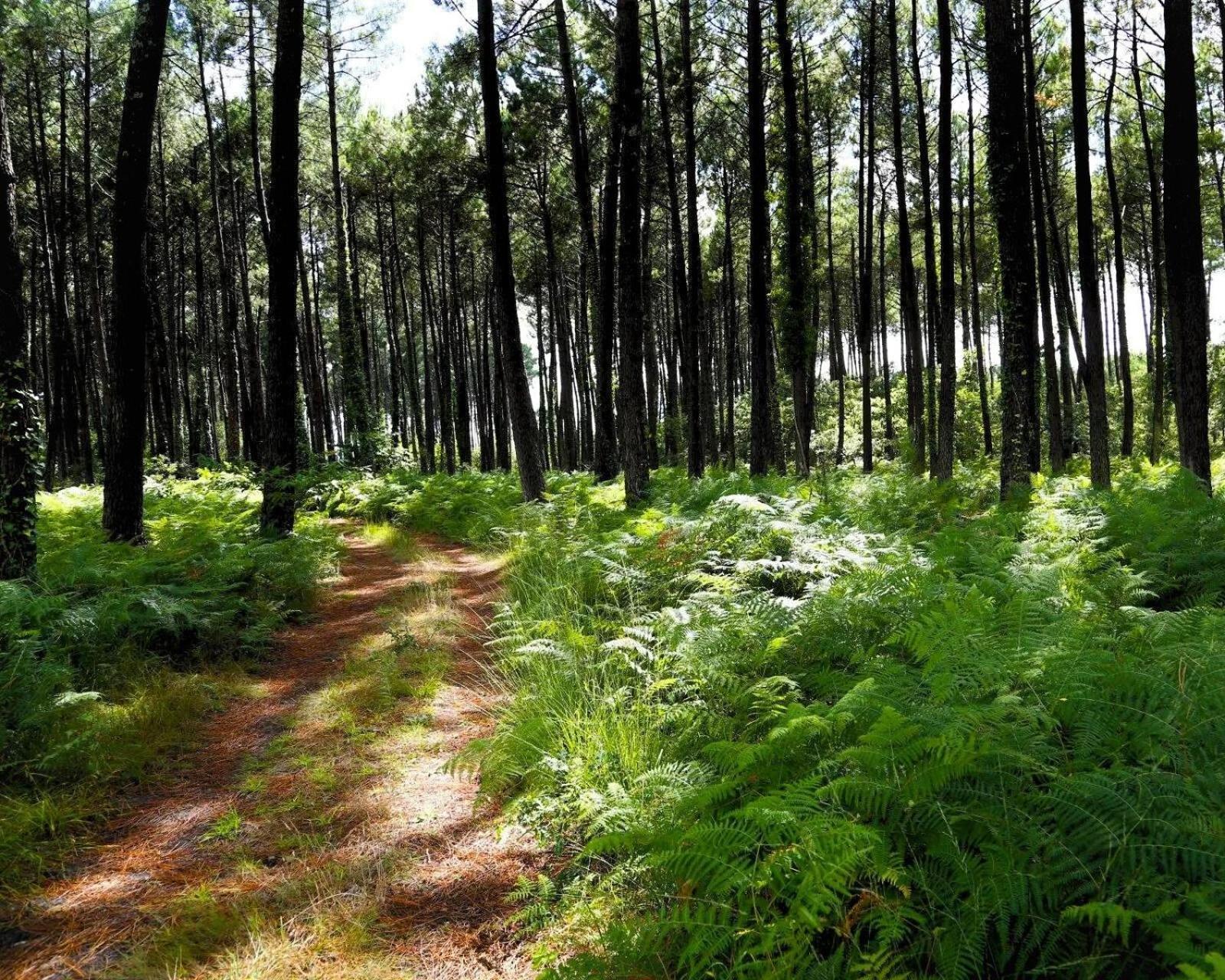 Au P'Tit Creux Des Landes Hotell Ychoux Exteriör bild
